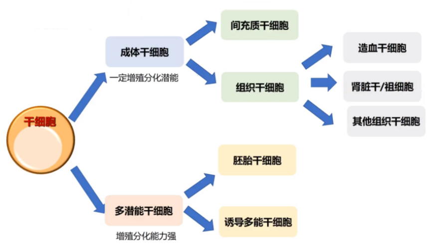 游教授，肾再生领域的创新研究。