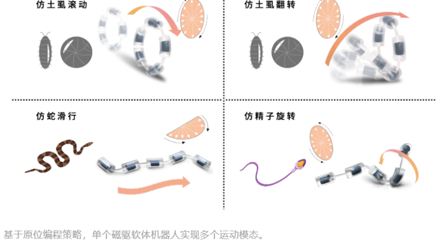 我们的新型磁驱软体机器人可精准投放药物。具有卓越的灵活性和多功能性。