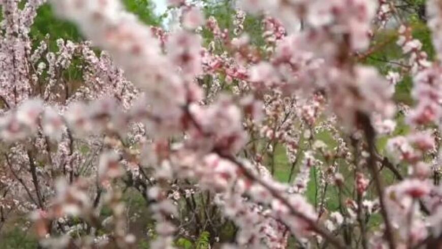 春分时节阴阳平衡，适宜养生保健。多学习一些健康守则，让你的身体越来越好。