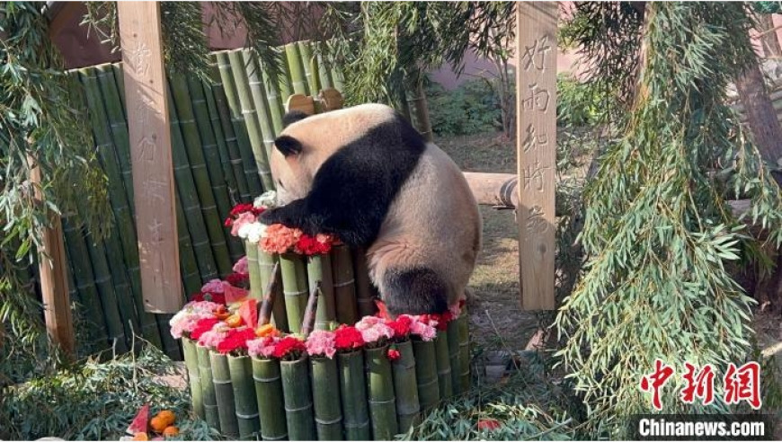 各大粉丝聚集杭州动物园，为大熊猫送生日祝福！