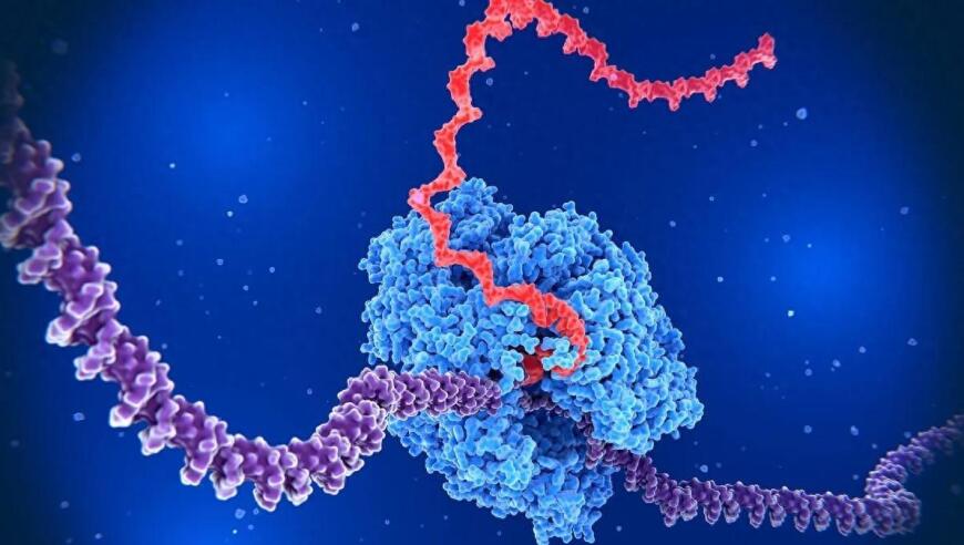 科学家们已找到控制基因的新方法。