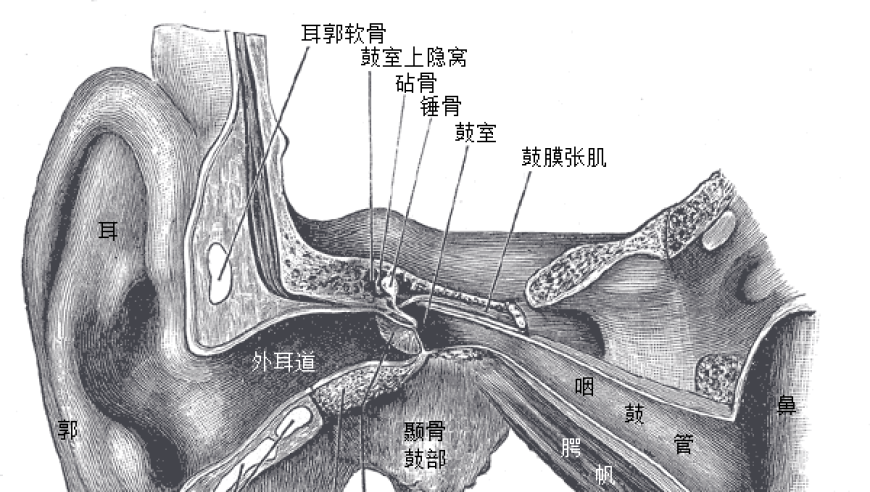 活动里，常会感觉耳朵痒！