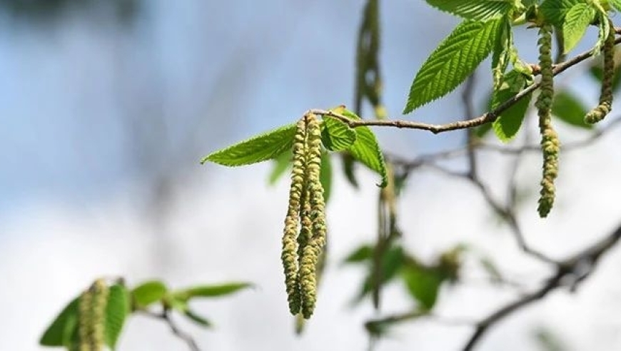 天目铁木的昆明家园已经持续了34年的首次盛开。