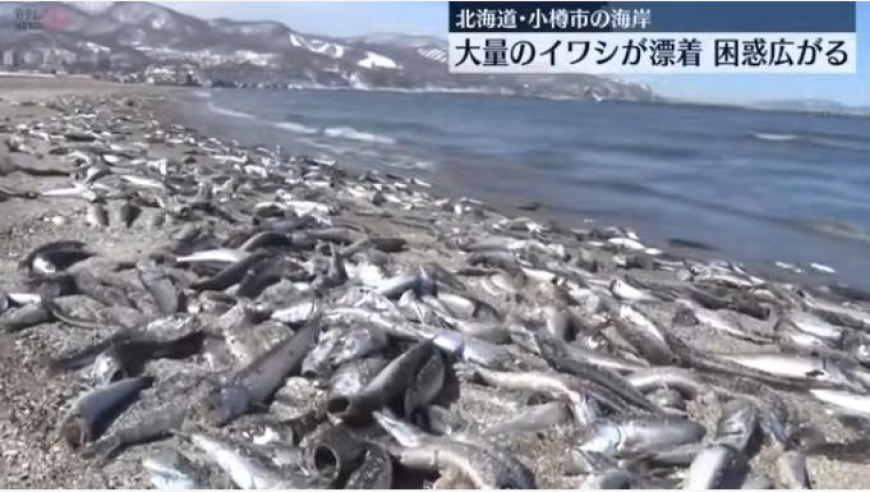 北海道海鲜店售出大量死鱼，政府呼吁市民切勿触摸。