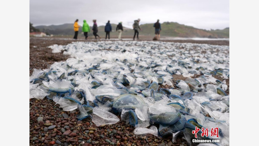 不可思议：惊人物种入侵！美国西海岸惊现奇特海洋生物