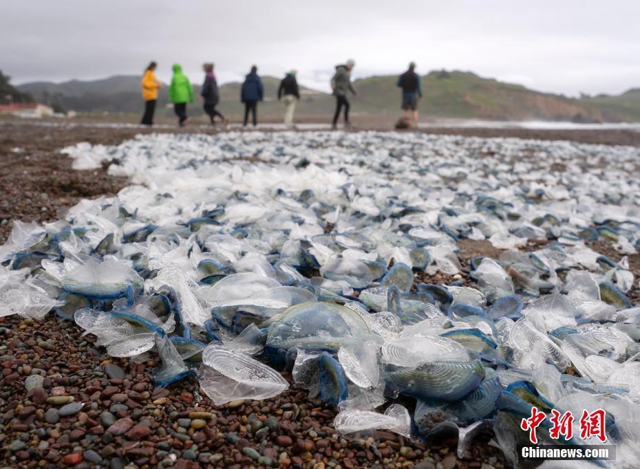 "不可思议：惊人物种入侵！美国西海岸惊现奇特海洋生物"