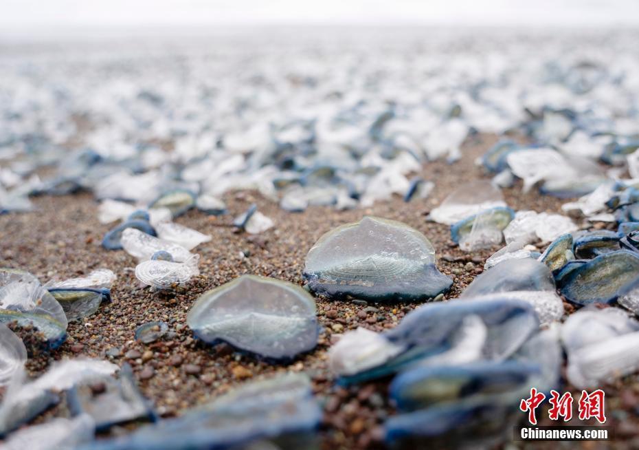 "不可思议：惊人物种入侵！美国西海岸惊现奇特海洋生物"