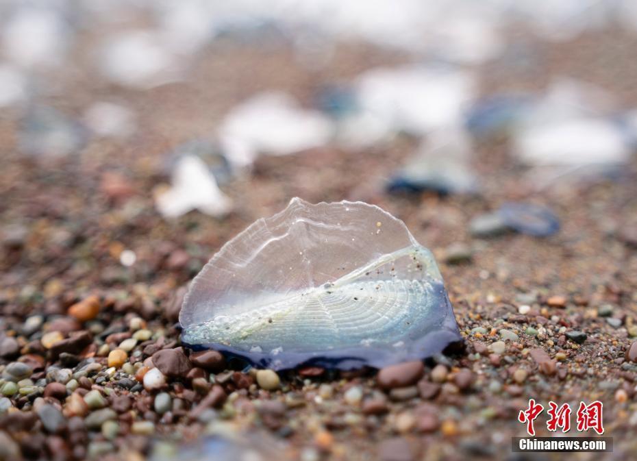 "不可思议：惊人物种入侵！美国西海岸惊现奇特海洋生物"