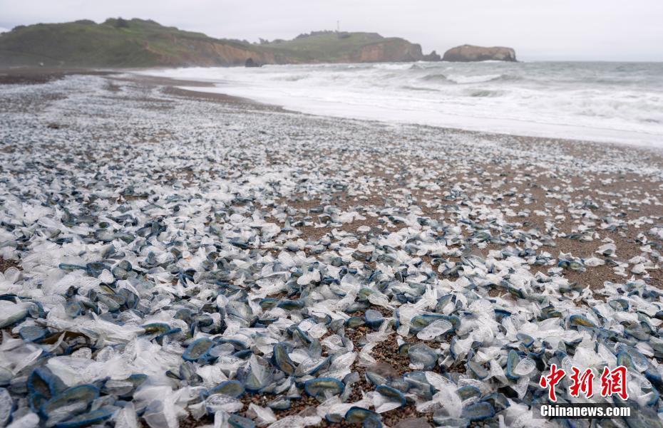 "不可思议：惊人物种入侵！美国西海岸惊现奇特海洋生物"