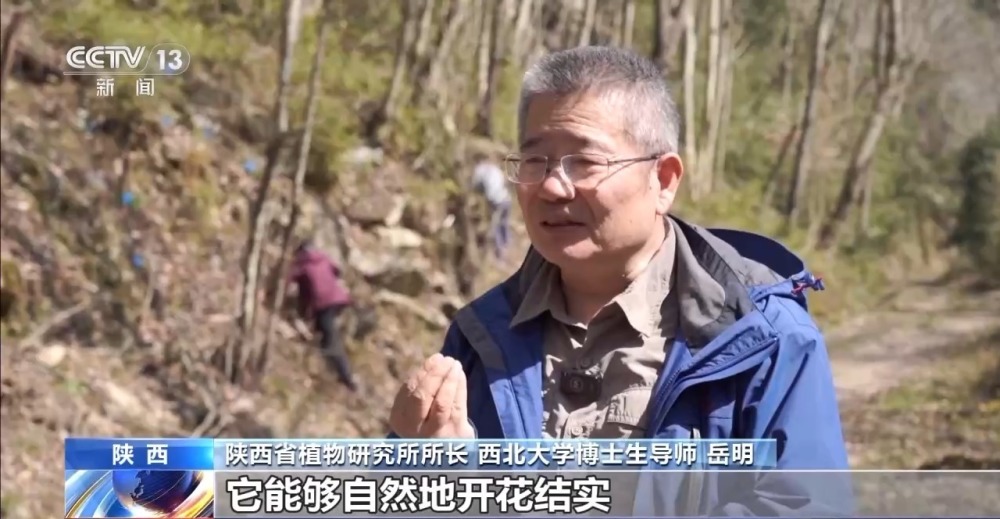 "探寻陕西羽叶报春：近日报春植物原生地野化回归传奇，华夏大地生机勃勃的生态奇迹再现！"