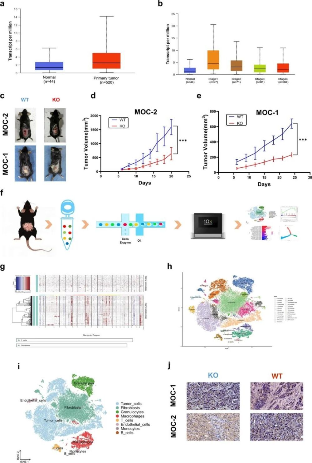 "开创革命性新疗法：中国医科大学揭示肿瘤独特免疫治疗靶点，显著抑制癌细胞生长并重塑微环境"