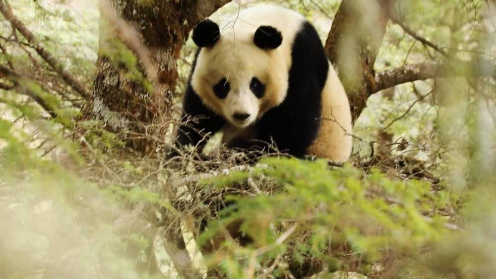 "川西石棉神秘野象遭关注：即将孵化的全新大熊猫幼崽等待迎接5个月后的奇迹时刻"