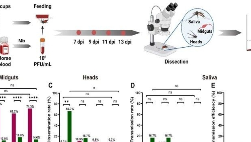 携手中国科学院武汉病毒研究所，夏菡团队揭示西藏环状病毒感染风险：世界公共卫生重大突破与潜在威胁解析