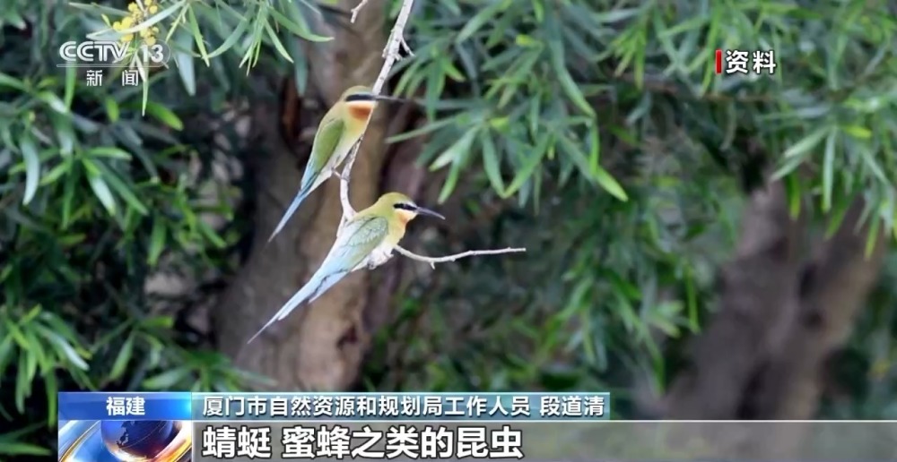 "飞越悬崖峭壁：揭秘栗喉蜂虎神秘之巢 - 记录记者探寻大自然独特生物王国的冒险之旅"