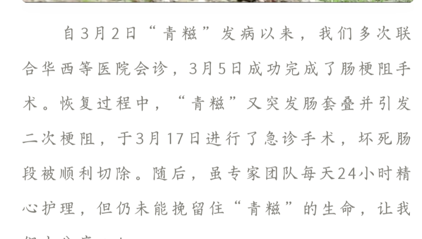 罕见！大熊猫「青糍」因病离世：一封沉痛的悼念与深感惋惜的新闻通报