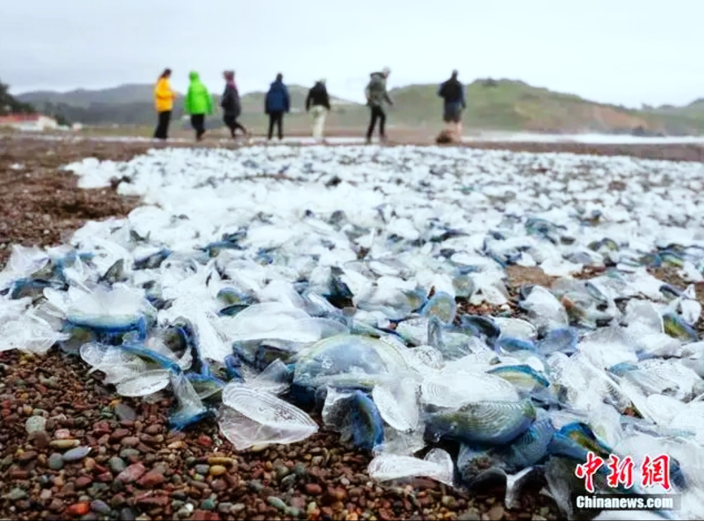 "颠覆传统认知：奇特海洋生物大规模入侵美国西海岸！其影响与健康威胁揭示一新研究进展"