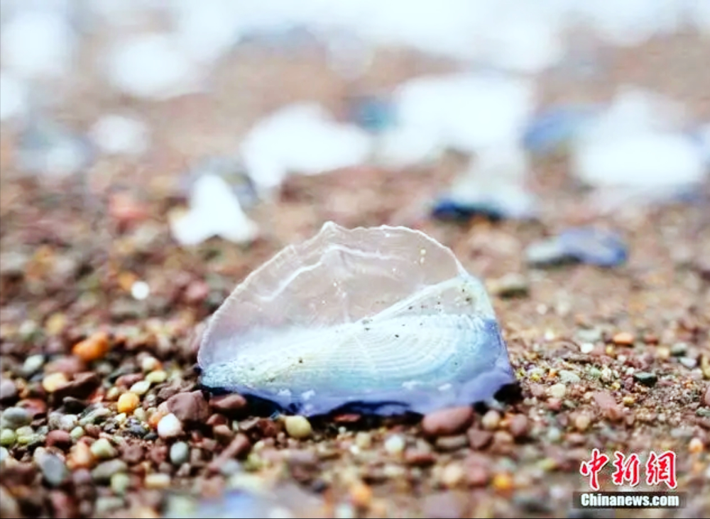 "颠覆传统认知：奇特海洋生物大规模入侵美国西海岸！其影响与健康威胁揭示一新研究进展"