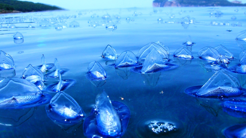 "颠覆传统认知：奇特海洋生物大规模入侵美国西海岸！其影响与健康威胁揭示一新研究进展"