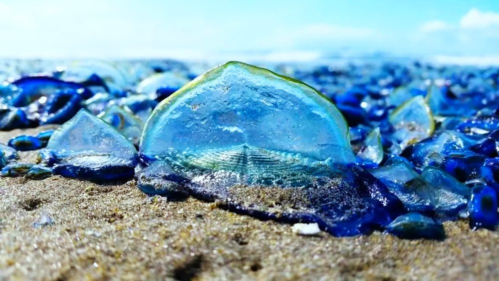 "颠覆传统认知：奇特海洋生物大规模入侵美国西海岸！其影响与健康威胁揭示一新研究进展"