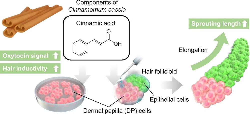 "科研团队揭示：肉桂提取物在防治脱发领域发挥关键作用，有效成分首次揭示其神奇功效"