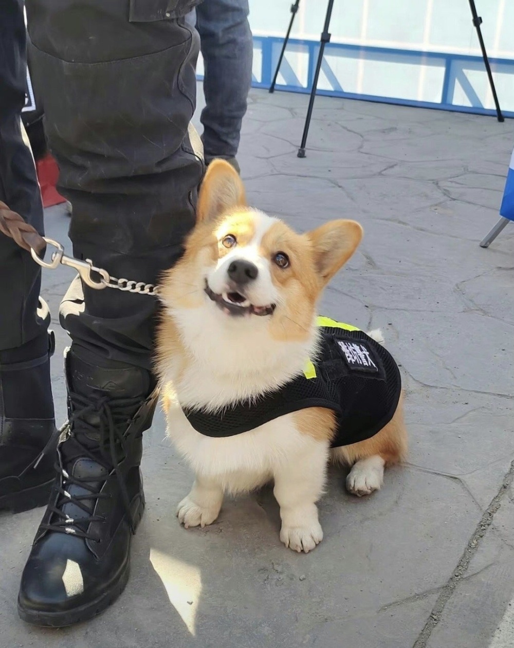 "一袭柯基警犬服装：时尚潮人首度曝光的短腿长颈首秀，别具一格的形象爆红网络，引热议却让众人惊叹！"