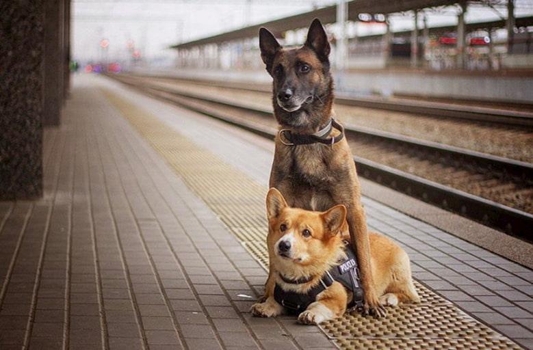 "一袭柯基警犬服装：时尚潮人首度曝光的短腿长颈首秀，别具一格的形象爆红网络，引热议却让众人惊叹！"