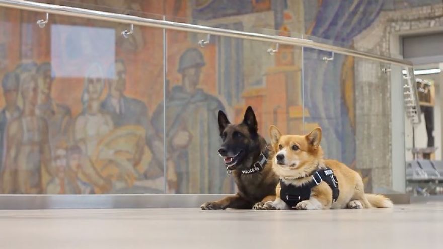 "一袭柯基警犬服装：时尚潮人首度曝光的短腿长颈首秀，别具一格的形象爆红网络，引热议却让众人惊叹！"