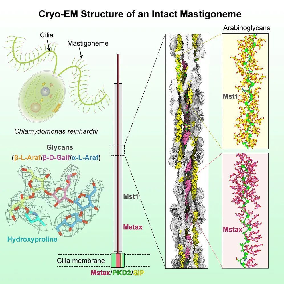 "细胞中的多聚糖结构构建关键酶--颜宁/闫创业/潘俊敏团队首次揭秘分子层次图解：这一里程碑式发现解析了生命复杂性核心建构的秘密"