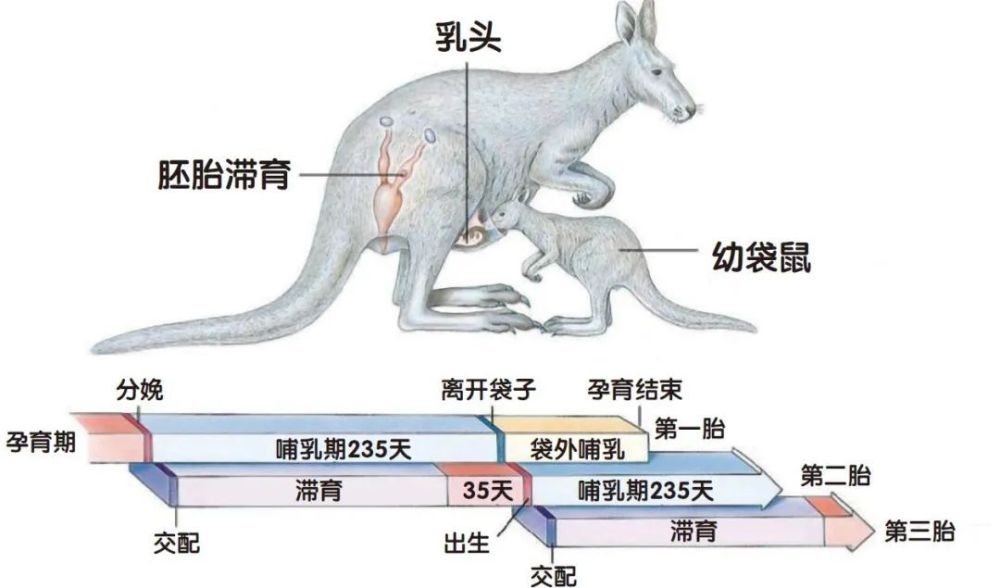 "女性孕育期间，暂停工作与生活质量的平衡：孕期停职实为一种优质选择"

1. "准妈妈专享孕期策略：适时停职诠释高质量生活"
2. "孕心人的心灵小憩：暂停工作如何守护孕期健康与幸福"
3. "孕妇暂停工作：权衡事业与生活的黄金时期"
4. "超产妈妈的意外之喜：孕期停职背后的优缺点探索"
5. "珍视孕期：女员工的专业技能暂停，更美满的生活就此启程"
6. "孕期暂停与否？从职业规划的角度审视断舍离的重要时刻"
7. "共享母亲的责任与魅力：孕期中暂停工作的实践感悟"
8. "孕妈职场探索：停职、育儿和再就业的完美平衡"
9. "新手妈妈的职场突破：科学停止工作实践的经验分享"
10. "试炼自我，孕期也需适度休整：探寻孕期停职的多元价值"

这些标题都突出了"怀孕居然也可以暂停"的主题，并强调了其对女性在孕期享受个人空间和追求高质量生活的重要性。每个标题都有不同的侧重点，如职业规划、身心健康、个人情感等，旨在引导读者深入探讨孕期停职的实际意义和应对方式。同时，通过将孕妇视为个体，以及与家庭责任、职业技能等元素相结合，让标题更具吸引力，引起读者的兴趣和共鸣。