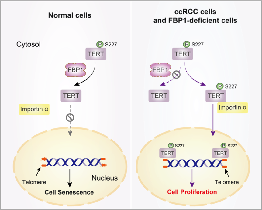 "吕志民/许大千团队揭示新型代谢酶FBP1在端粒长度与细胞衰老之间关系，助力肿瘤精准治疗新机制的发现与探索"