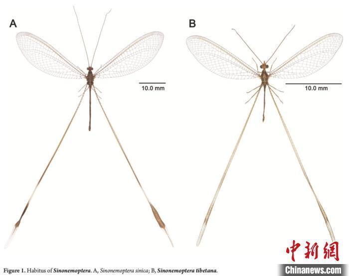 "中国科研团队揭示新物种：标鸣虫科的全新异类，探索了瑰丽昆虫演变历史的里程碑"