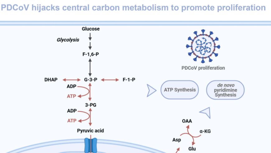 华中农业大学动物科学技术学院与肖少波教授科研团队揭示猪δ冠状病毒通过劫持丙酮酸机制驱动非瓦博格效应的研究进展
