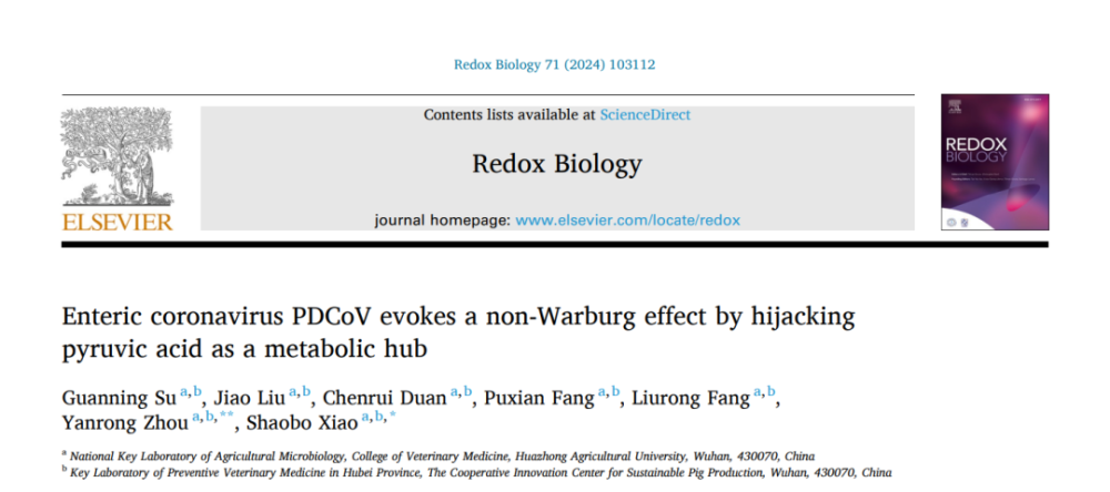 "华中农业大学动物科学技术学院与肖少波教授科研团队揭示猪δ冠状病毒通过劫持丙酮酸机制驱动非瓦博格效应的研究进展"