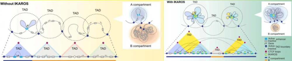"科学家揭示IKAROS：探索调控基因组三维结构的关键机制及其在多个领域的理论应用与启示"