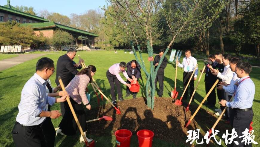 珍藏南京乡土记忆：共植秤锤树·探寻中山植物园里的历史痕迹与生态之美