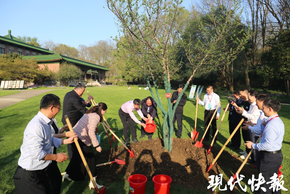 "珍藏南京乡土记忆：共植秤锤树·探寻中山植物园里的历史痕迹与生态之美"