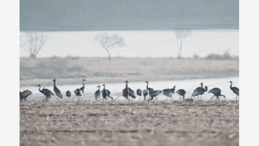 候鸟北归，动物天堂：观察与守护敬信湿地的生态秘境——一场鸟兽共舞的丛林探险盛宴