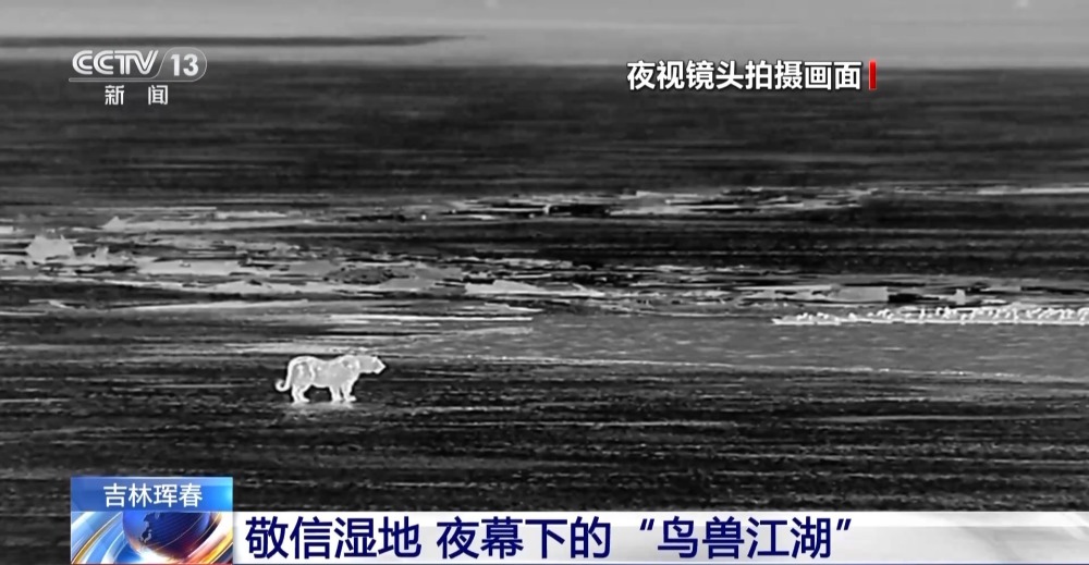 "候鸟北归，动物天堂：观察与守护敬信湿地的生态秘境——一场鸟兽共舞的丛林探险盛宴"