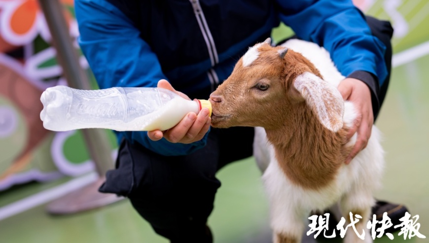 龙宝熊猫双胞胎惊喜诞生！锡城动物园小白虎化身新生力量：「小龙宝贝」、「小熊猫新生」应运而生