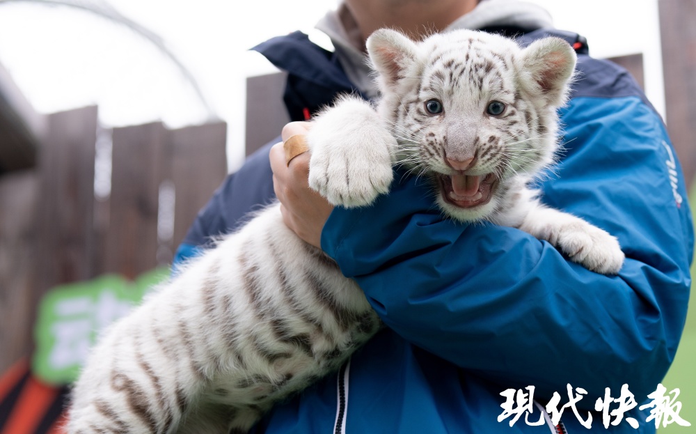 "龙宝熊猫双胞胎惊喜诞生！锡城动物园小白虎化身新生力量：「小龙宝贝」、「小熊猫新生」应运而生"