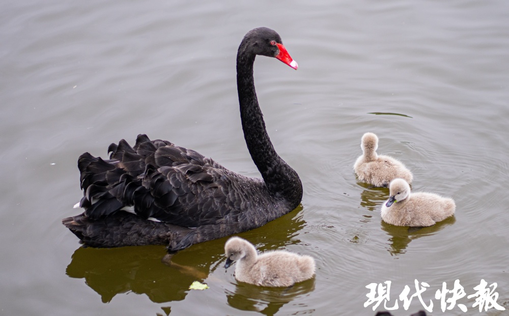 "龙宝熊猫双胞胎惊喜诞生！锡城动物园小白虎化身新生力量：「小龙宝贝」、「小熊猫新生」应运而生"