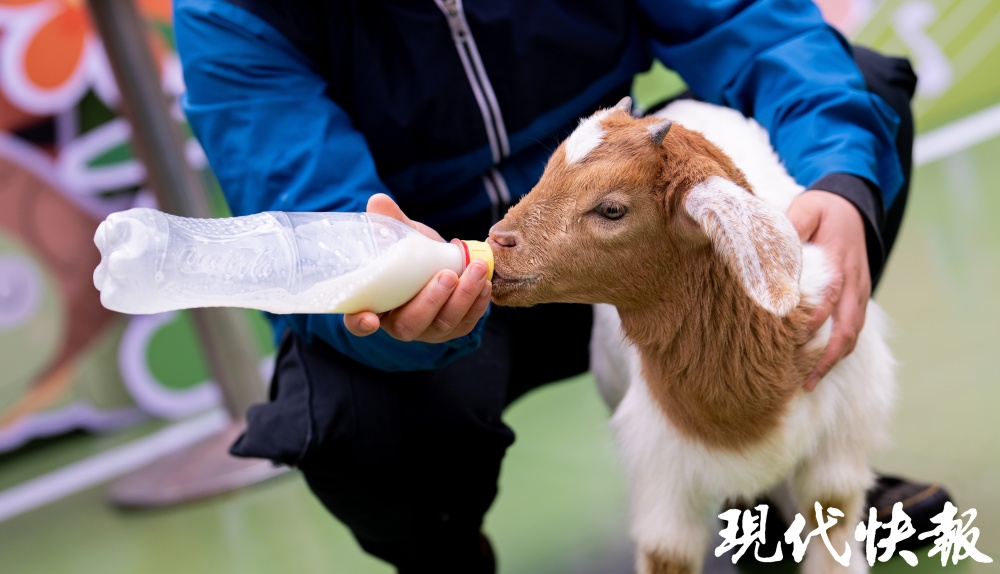 "龙宝熊猫双胞胎惊喜诞生！锡城动物园小白虎化身新生力量：「小龙宝贝」、「小熊猫新生」应运而生"