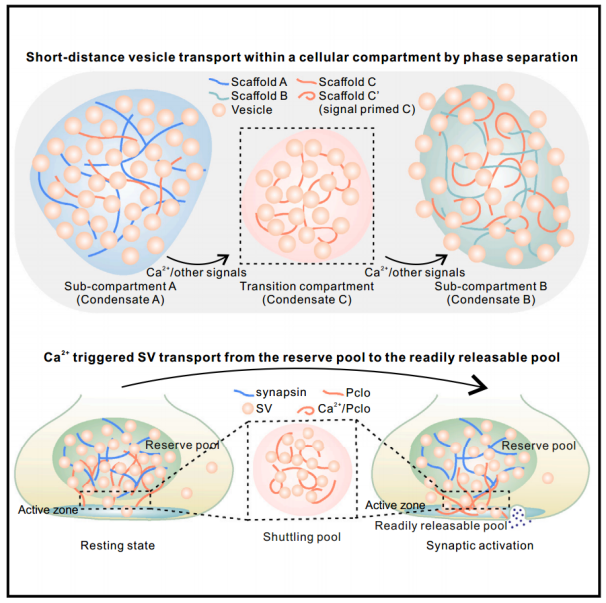 "南方科技大学张明杰团队揭示：细胞间蛋白-SPL18分子参与调控短距离神经元胞质囊泡转移的关键机制，深入探讨了这一新型囊泡运输途径在神经信号传导中的重要性及其在分子生物学、神经科学等领域的重要应用前景"