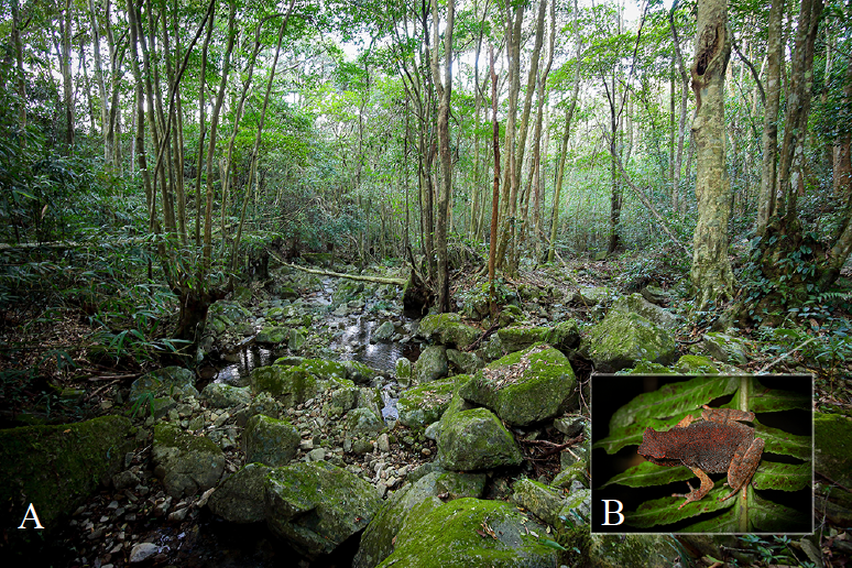 "广东又新发现神秘物种：揭秘隐藏在绿水青山中的惊人生物，震撼生态探索之旅等待你的加入!"