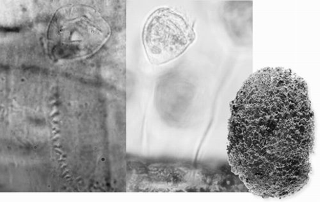 "千古奇谈：探寻中生代奇妙世界的瑰宝：化石诉说的神秘生物与生态环境"

1. "《中生代之谜》：从古至今，化石讲述中生代生命的奇迹"
2. "中生代无尽奇观：生动还原了那个充满生机与活力的时代——化石视角下的生命旅程"
3. "探秘中生代辉煌：化石与动植物繁盛生态讲述这个时代的独特面貌"
4. "化石描绘中生代生态史诗：由无数奇妙生命共同谱写的生命画卷"
5. "远古巨变：中生代动物讲述一个真实而生动的故事，永恒的世界遗产"
6. "穿越时空的华章：揭秘中生代时期的生物群落与生态系统"
7. "中生代璀璨遗存：解密那些神秘且引人入胜的化石记录，宇宙变迁史的一部分"
8. "壮丽中生代：化石叙述古老物种的诞生、繁衍与消失，揭秘生态演化的秘密"
9. "石破天惊：穿越时间长河的画卷，中生代生物多样性探索的生动篇章"
10. "深入浅出解读：中生代的生物世界——以化石为证，讲述万物起源与演变的动人故事"