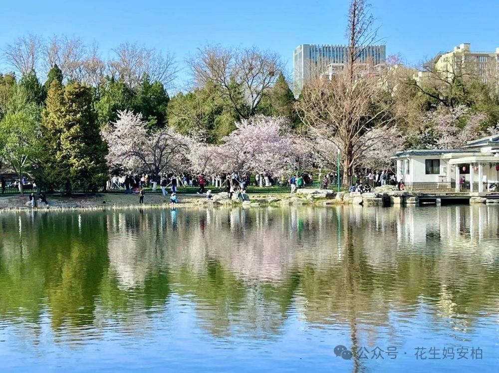 "春日京城樱花纷飞：探访北京的浪漫时刻，那些不想上班却热爱春天的人在此相遇"