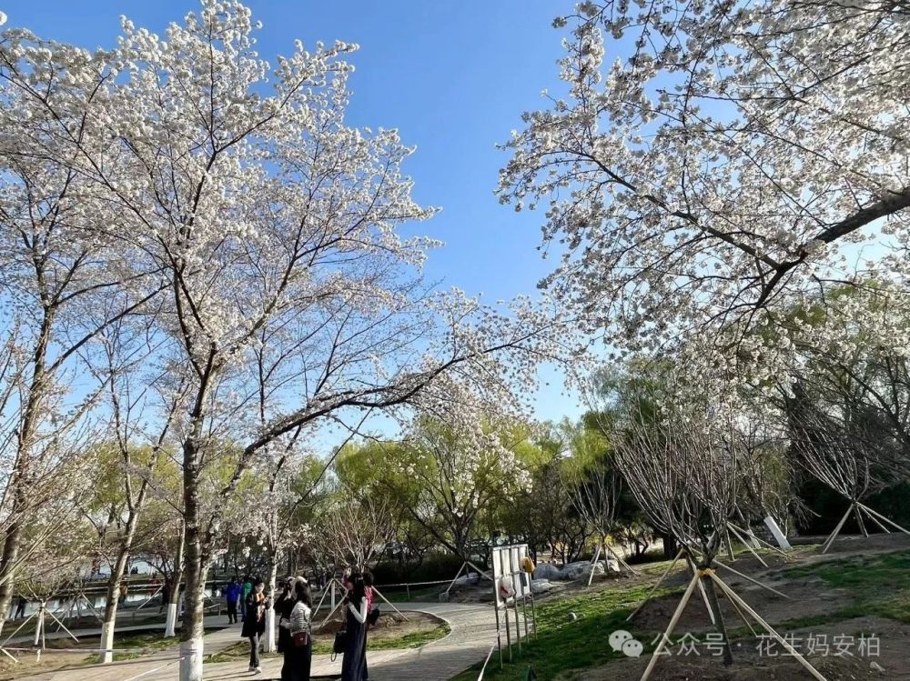 "春日京城樱花纷飞：探访北京的浪漫时刻，那些不想上班却热爱春天的人在此相遇"