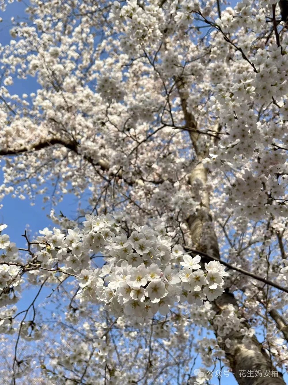 "春日京城樱花纷飞：探访北京的浪漫时刻，那些不想上班却热爱春天的人在此相遇"