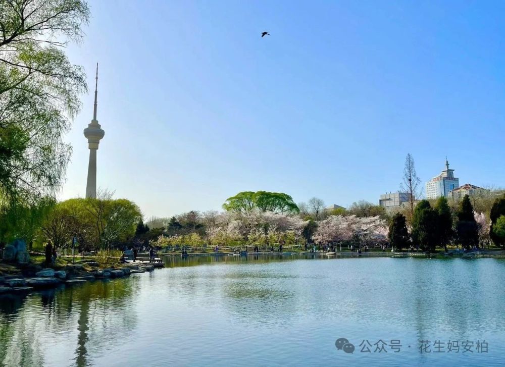 "春日京城樱花纷飞：探访北京的浪漫时刻，那些不想上班却热爱春天的人在此相遇"