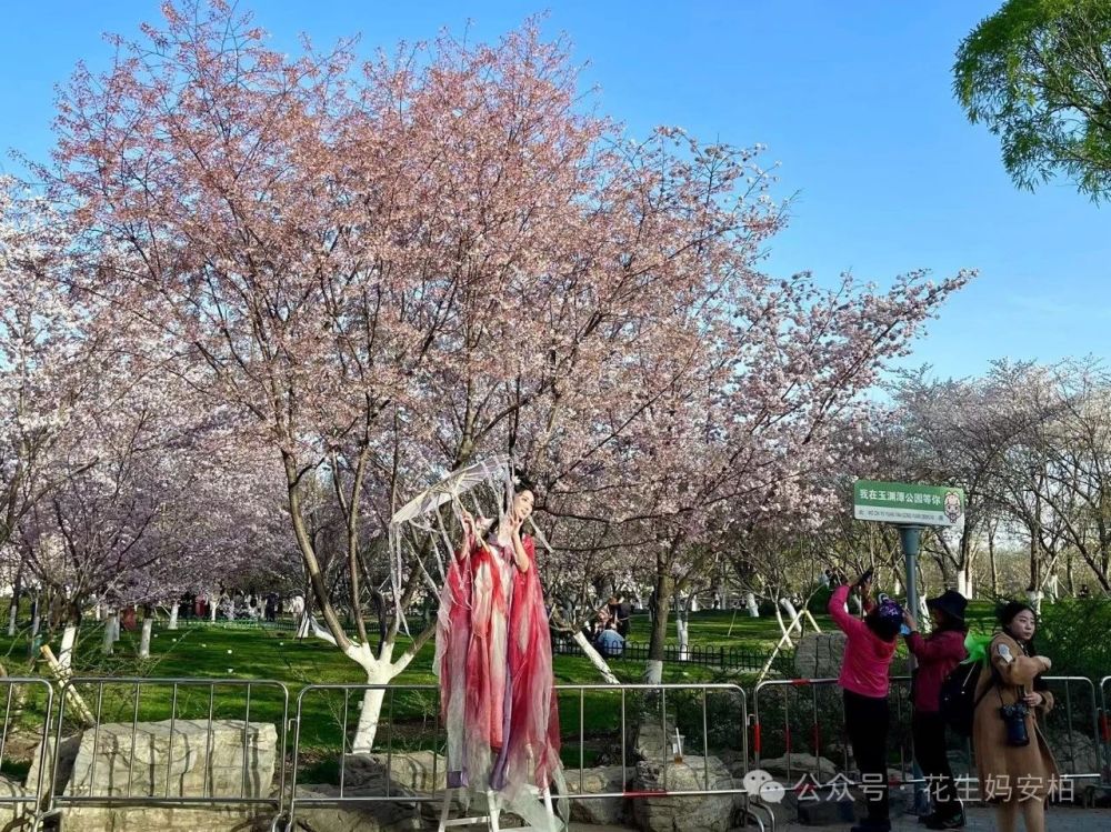 "春日京城樱花纷飞：探访北京的浪漫时刻，那些不想上班却热爱春天的人在此相遇"